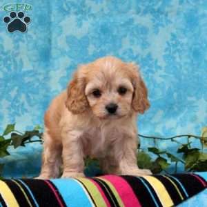 Kenny, Cavalier King Charles Mix Puppy